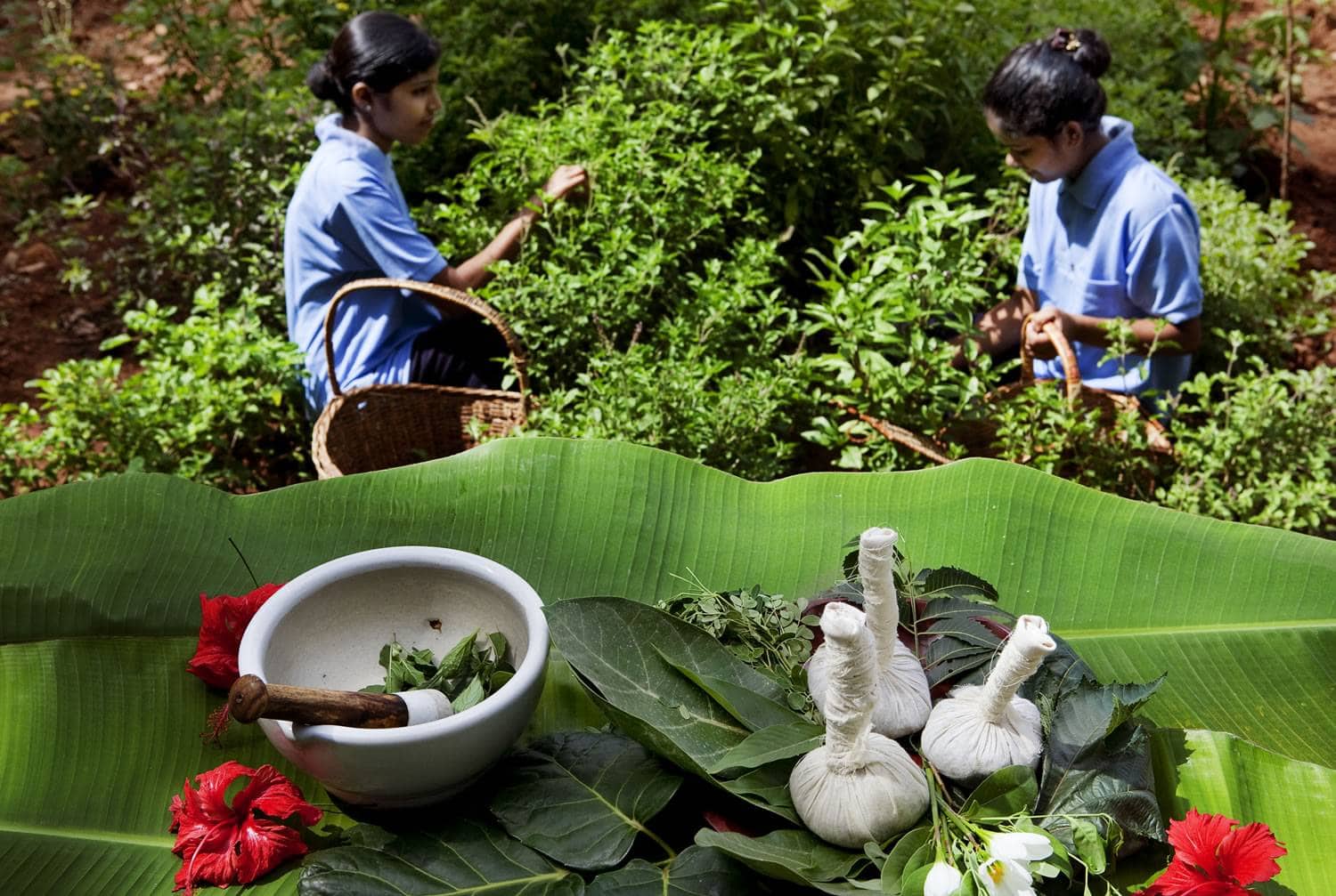 Ayurvedic Treatment Package for Covid 19